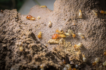 Worker and nasute termites