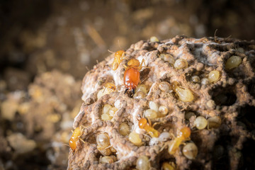 Worker and nasute termites