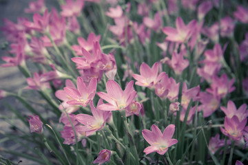 Fototapeta premium Beautiful pink flower in the garden