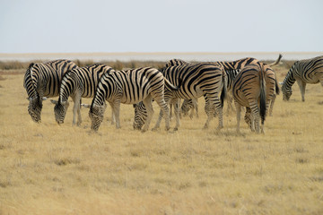 Fototapeta na wymiar Zebras, Etosha National Park, Namibia