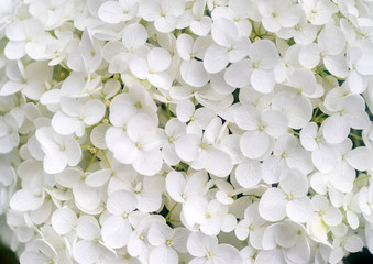 Fleurs blanches d& 39 hortensia paniculata