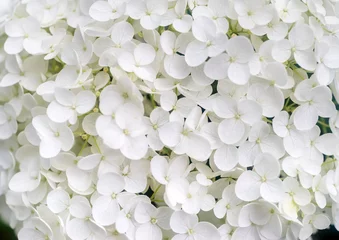 Crédence de cuisine en verre imprimé Hortensia Fleurs blanches d& 39 hortensia paniculata