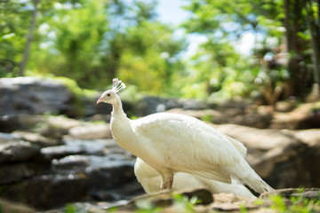 White Peacock