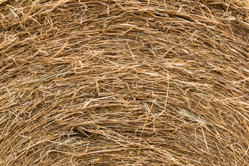 background and texture of dry straw