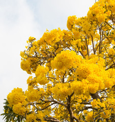 Silver trumpet tree
