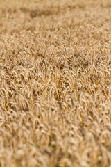 Roggen (Secale cereale) auf Feld, Roggenfeld