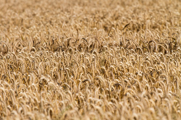 Roggen (Secale cereale) auf Feld, Roggenfeld