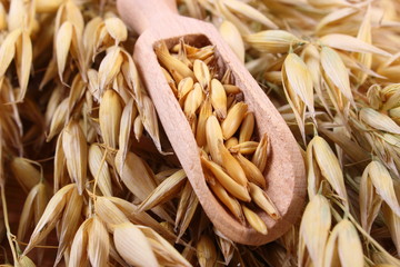 Organic oat grains on wooden spoon, healthy nutrition