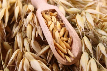 Fotobehang Organic oat grains on wooden spoon, healthy nutrition © ratmaner