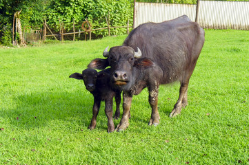 Buffalo and buffalo calf on the lawn 