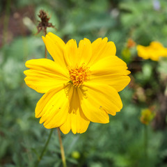 yellow flower