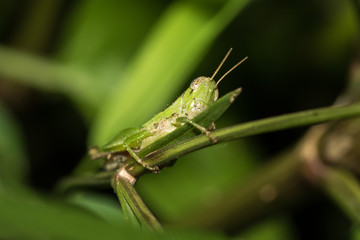 The little grasshopper.