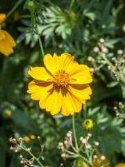 yellow flower