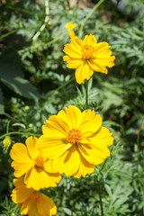 yellow flower