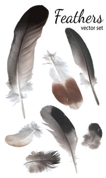 Feathers Collection, High Quality Vector