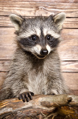 Portrait of a raccoon
