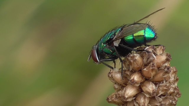 Gr&uuml;ne Schmeisfliege, Calliphoridae,