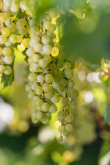 Vigneto con grappoli di uva bianca