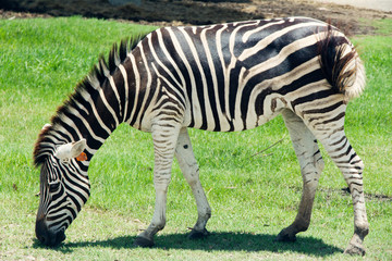 Fototapeta na wymiar Zebras Eating Grass 