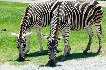 Zebras Eating Grass 