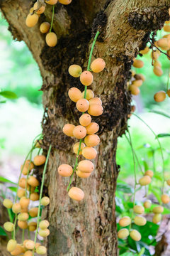Baccaurea ramiflora fruit.