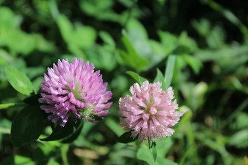 Blooming meadow clover.