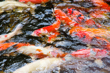 Obraz na płótnie Canvas colorful koi carp fish group swimming in pond 