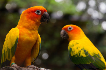 Portrait of sun conure on a tree branch