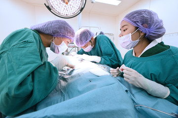 group of veterinarian surgery in operation room 