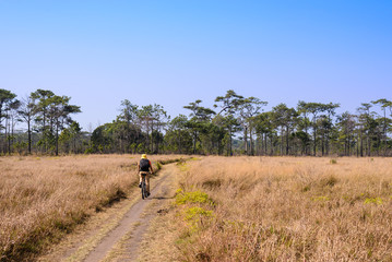 Fototapeta na wymiar Cyclist rides on a gravel road in the middle of a pine forest.