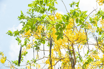The blooms of Esala. The beautiful golden yellow flowers of the