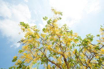 The blooms of Esala. The beautiful golden yellow flowers of the