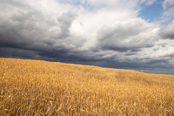 storm clouds over the field 4
