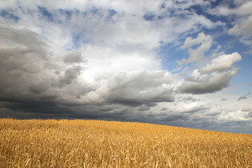 Naklejka premium storm clouds over the field 3