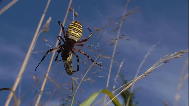Wespenspinne, Zebraspinne, Argiopebruennichi im Netz mit Beute