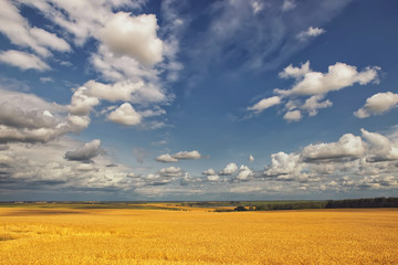 Fototapeta premium wheat valley 3