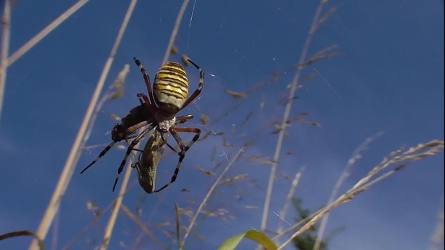 Wespenspinne, Zebraspinne, Argiopebruennichi im Netz mit Beute
