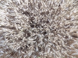 Barley field texture