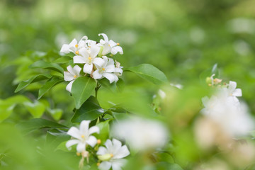 Jasmine Flower