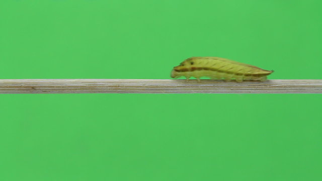 Caterpillar of Five bar swordtail butterfly walking on twig