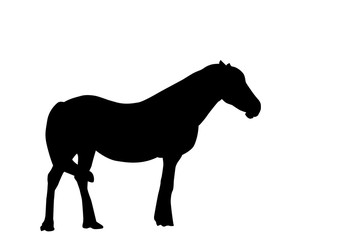 Silhouette Horse. Vector Illustration.
