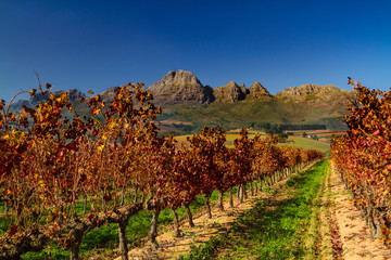 Stellenbosh Vineyards in Autumn