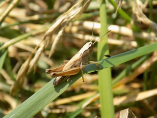 Grasshopper on grass blade