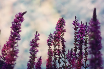 Purple Flowers on Cloudy Sky Background