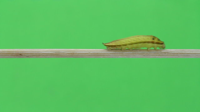Caterpillar of Five bar swordtail butterfly walking on twig