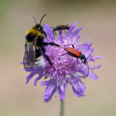 Bumblebee and other insects on clover