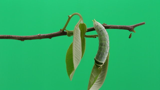 Caterpillar of Five bar swordtail butterfly walking on twig