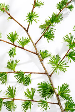 L&auml;rchenzweig, L&auml;rchen (Larix)
