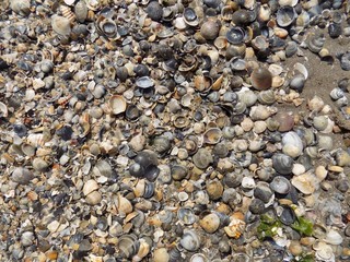 Many shells on beach