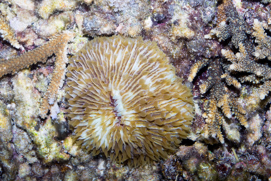 dead coral,  Bali,Nusa Penida, Indonesia